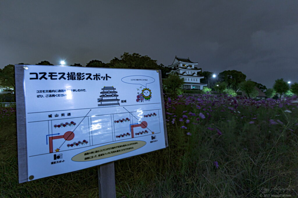 城山公園の新居城(旭城)のコスモスの撮影スポット情報