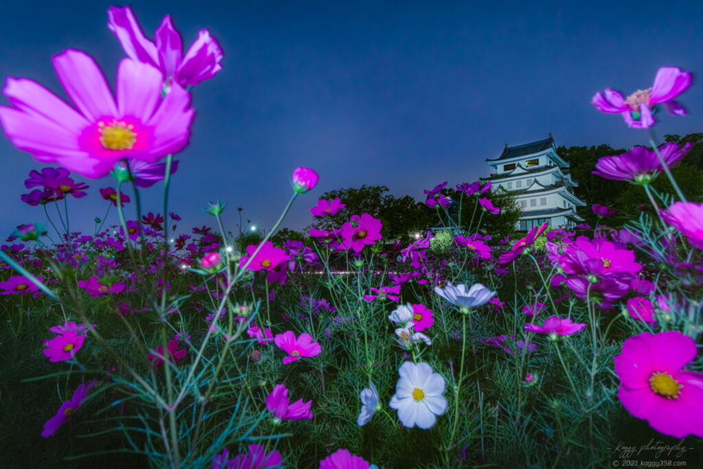 城山公園の新居城(旭城)とコスモスの夜景を撮影