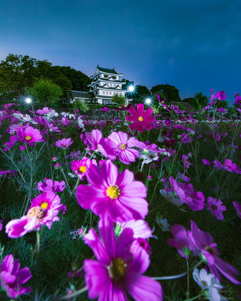 城山公園の新居城(旭城)とコスモスの夜景を撮影