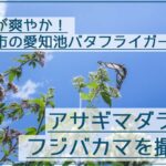 アサギマダラを愛知池バタフライガーデンで青空とフジバカマと一緒に撮影