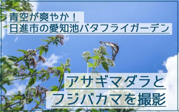 アサギマダラを愛知池バタフライガーデンで青空とフジバカマと一緒に撮影