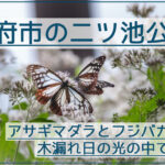 アサギマダラとフジバカマを大府市の二ツ池公園で撮影！木漏れ日で明暗差ある写真が撮れる！