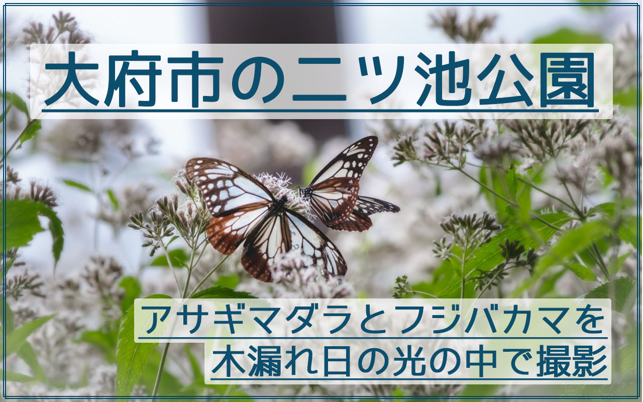 アサギマダラとフジバカマを大府市の二ツ池公園で撮影！木漏れ日で明暗差ある写真が撮れる！