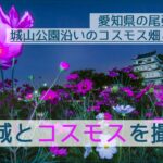 尾張旭市の城山公園の旭城(新居城)とコスモスを撮影！駐車場/見ごろ/スポット情報アリ！