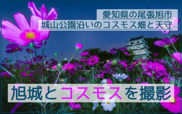 尾張旭市の城山公園の旭城(新居城)とコスモスを撮影！駐車場/見ごろ/スポット情報アリ！