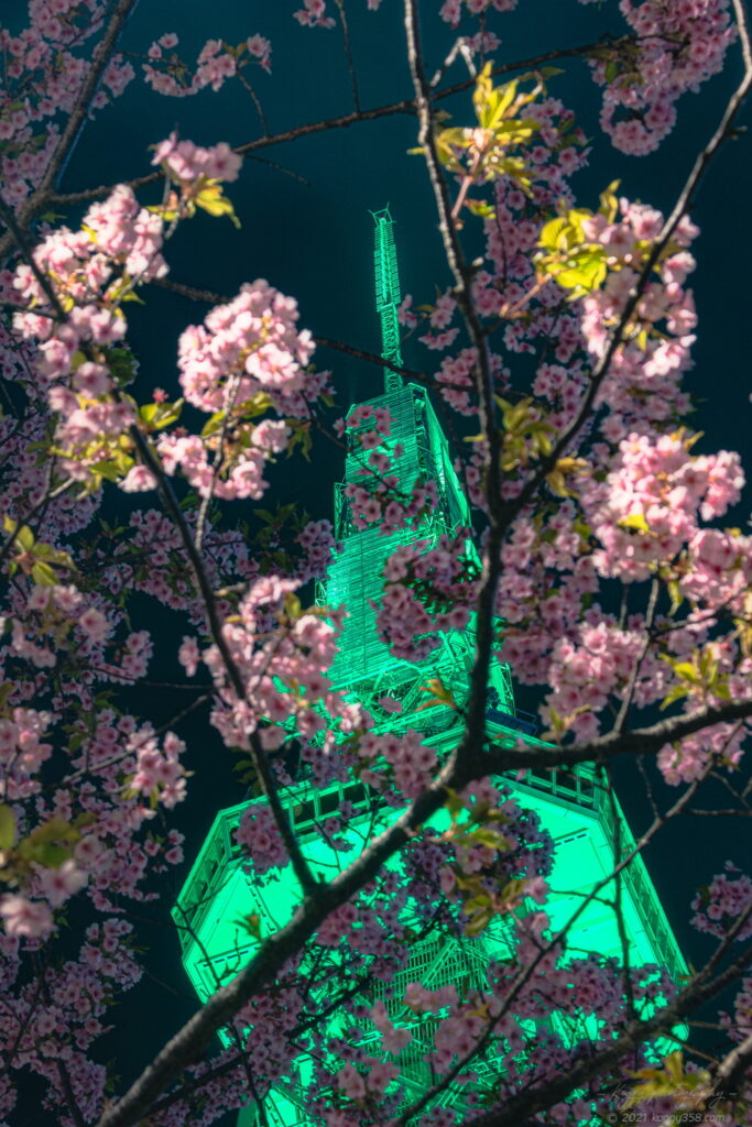 久屋大通公園でミライタワー(旧名古屋テレビ塔)ライトアップと河津桜の夜景を撮影