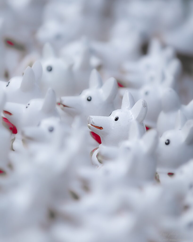 名古屋市西区の伊奴神社で開運の犬みくじを撮影