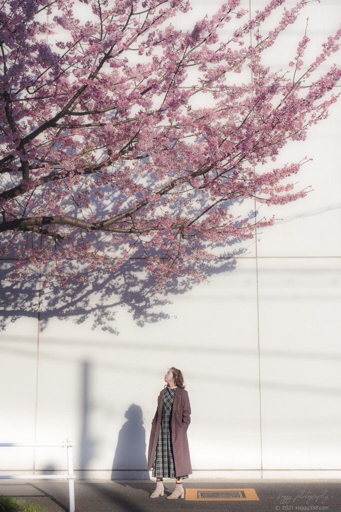名古屋で一番早い桜の見ごろ!大寒桜(オオカンザクラ)の並木道で嫁グラフィーのポートレートを撮影!