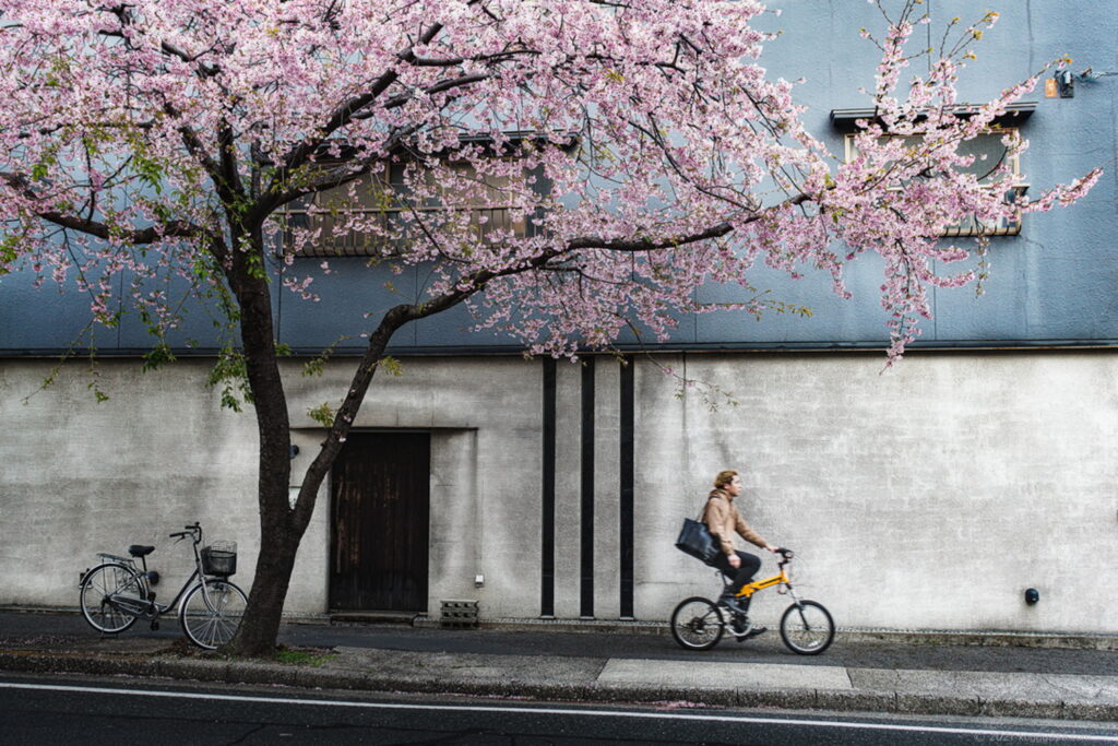 名古屋で一番早い桜の見ごろ!大寒桜(オオカンザクラ)の並木道でスナップショットを撮影!