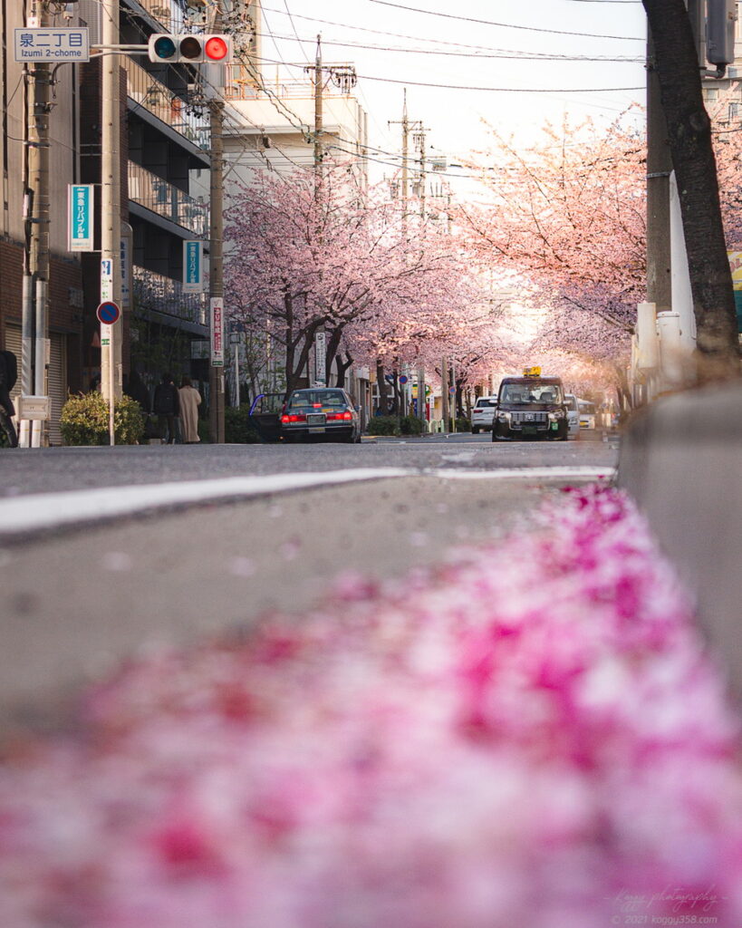 名古屋で一番早い桜の見ごろ!大寒桜(オオカンザクラ)の並木道でスナップショットを撮影!