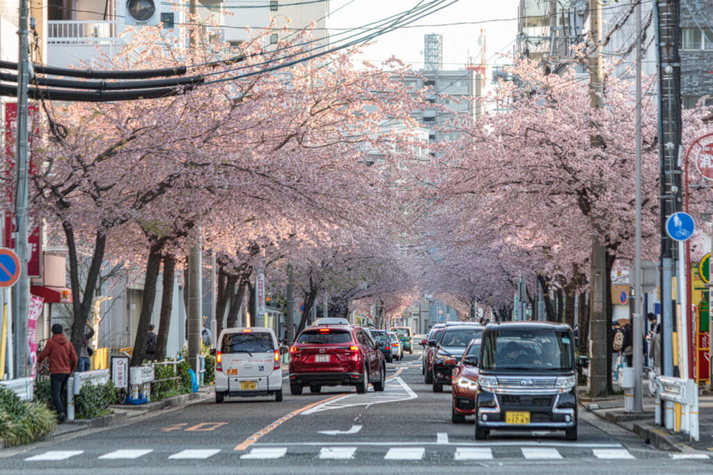名古屋で一番早い桜の見ごろ！大寒桜(オオカンザクラ)の並木道でスナップショットを撮影！