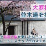 名古屋で一番早い桜の見ごろ！オオカンザクラの並木道でポートレートやスナップを撮影！