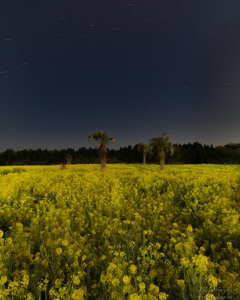 伊良湖菜の花ガーデンでヤシの木の星景写真を撮影