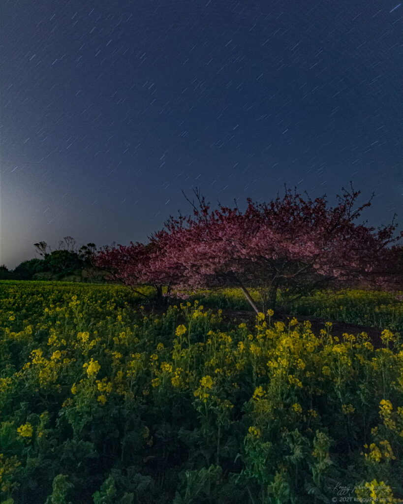 伊良湖菜の花ガーデンで河津桜との星景写真を撮影