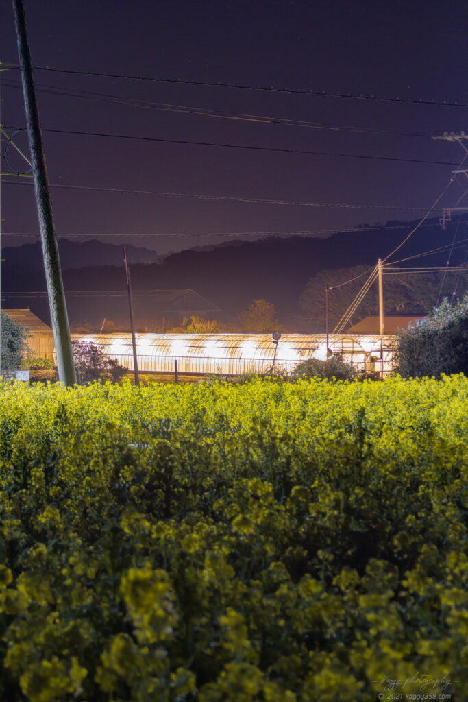 伊良湖菜の花ガーデンでから見える電飾菊の夜景を撮影