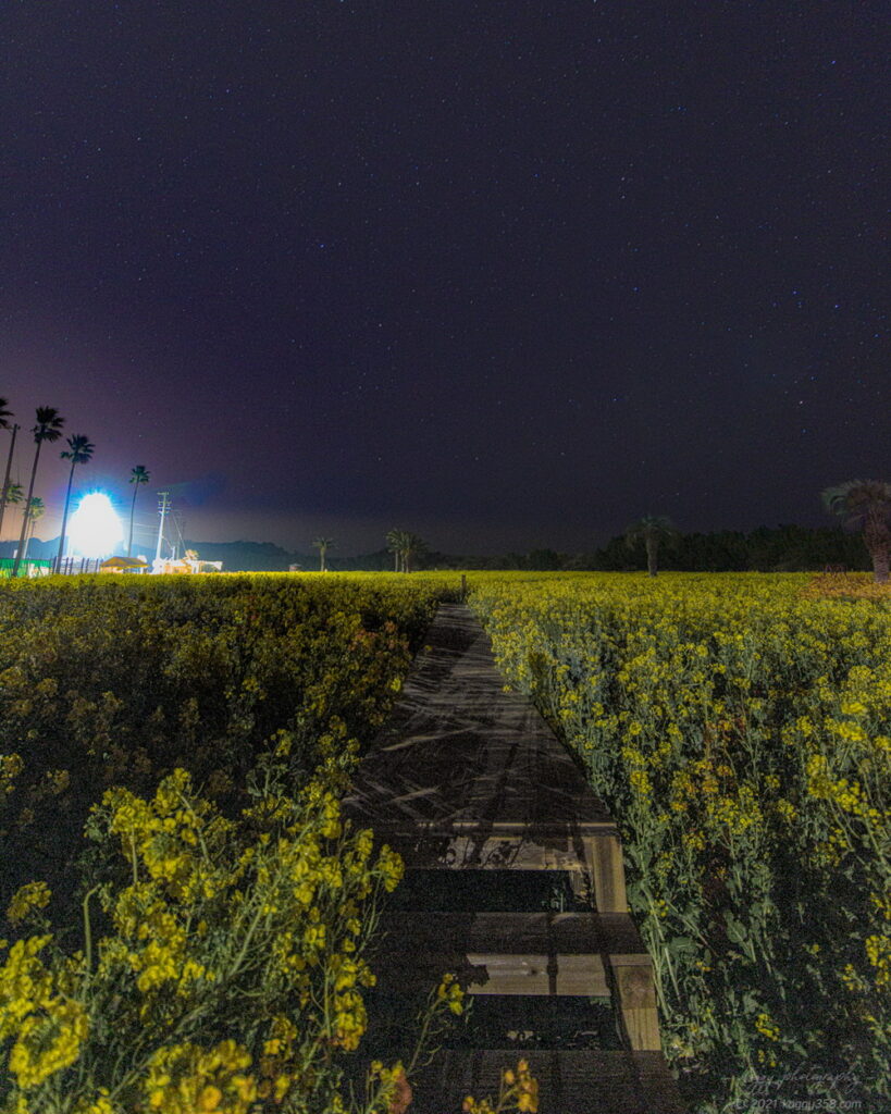 伊良湖菜の花ガーデンで星景写真を撮影