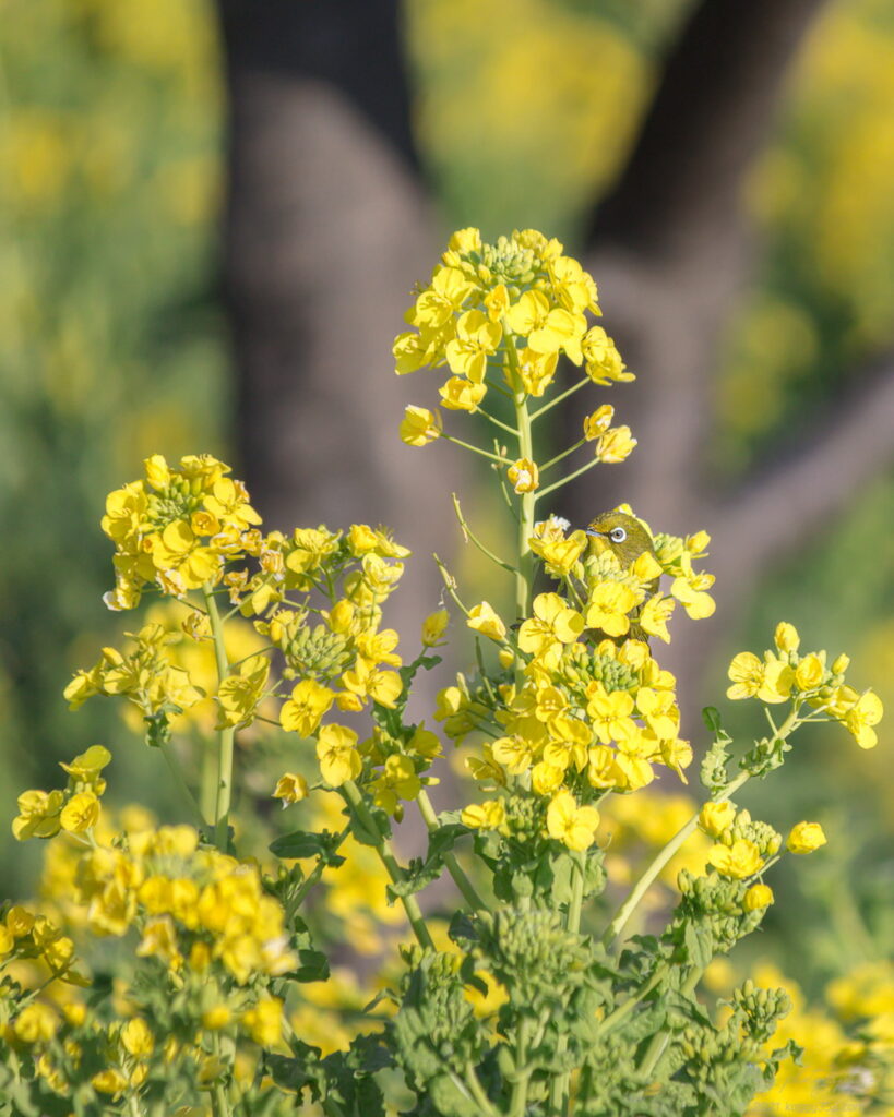 伊良湖菜の花ガーデンでナノジロー(菜の花とメジロ)を撮影