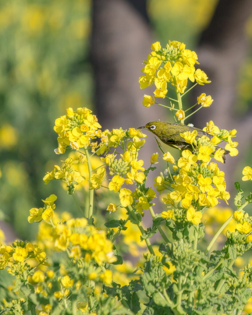 伊良湖菜の花ガーデンでナノジロー(菜の花とメジロ)を撮影