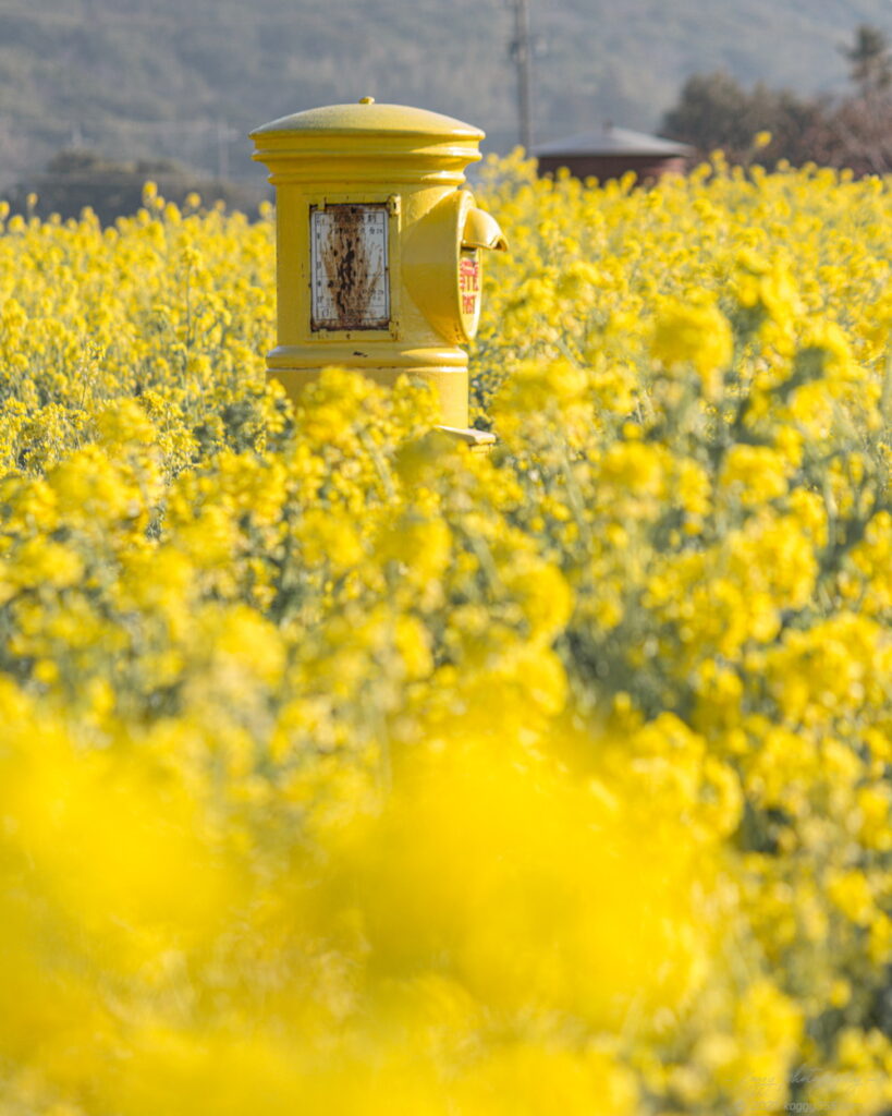 伊良湖菜の花ガーデンの菜の花と黄色いポストを撮影