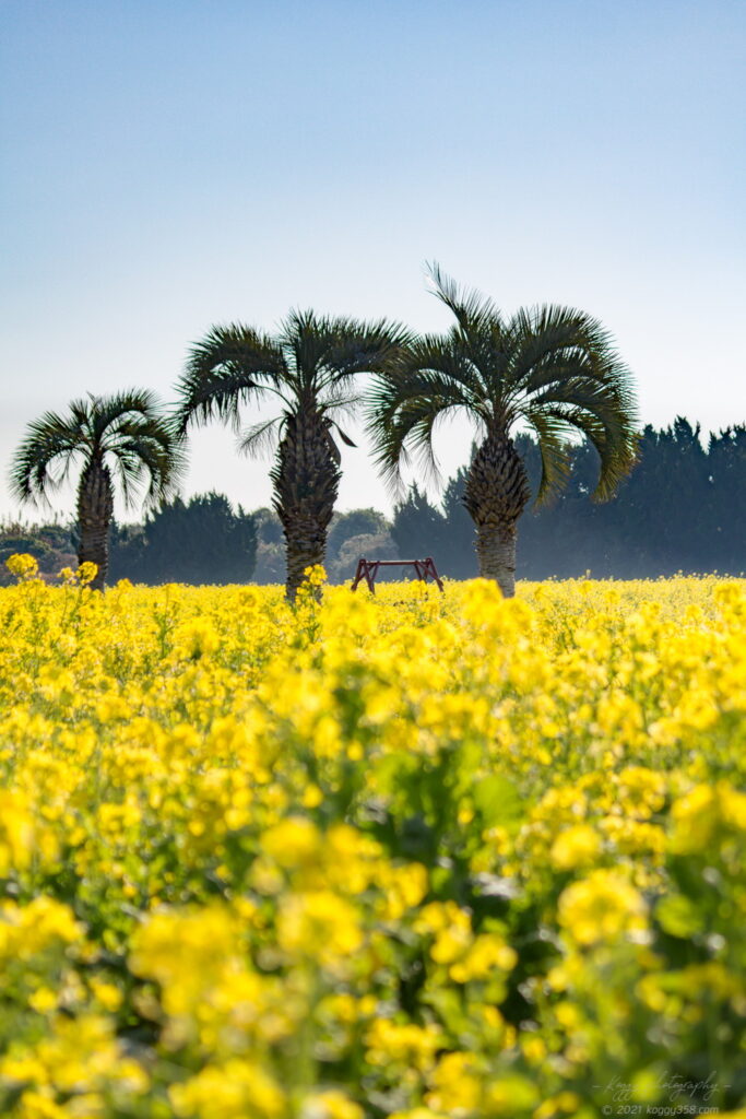 伊良湖菜の花ガーデンの菜の花とヤシの木を撮影