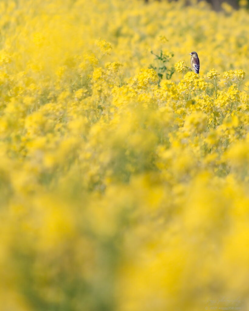 伊良湖菜の花ガーデンでカワラヒワを撮影