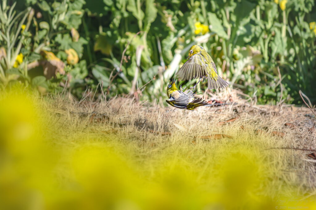 伊良湖菜の花ガーデンで争いをする2羽のナノジロー(菜の花とメジロ)を撮影