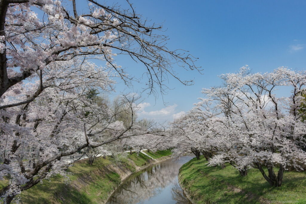 新境川t堤(百十郎桜)の桜の雰囲気を撮影