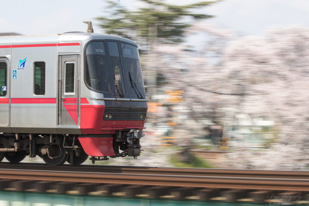新境川t堤(百十郎桜)の桜と名鉄電車を流し撮りで撮影