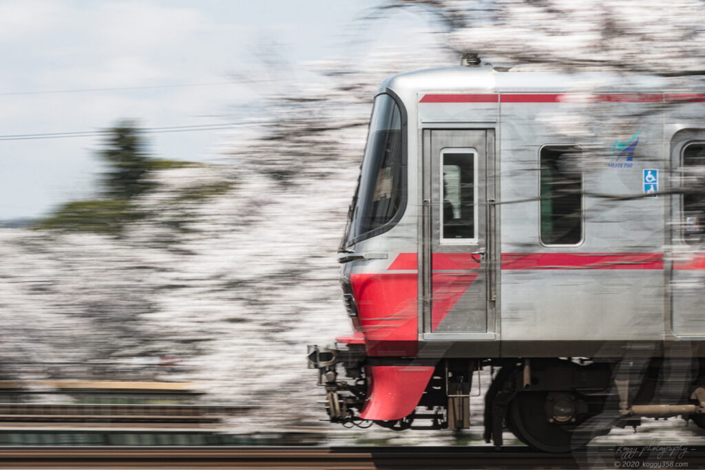 新境川t堤(百十郎桜)の桜と名鉄電車を流し撮りで撮影