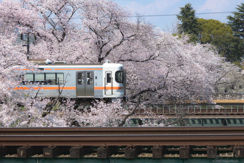 新境川t堤(百十郎桜)の桜と名鉄電車の雰囲気を撮影