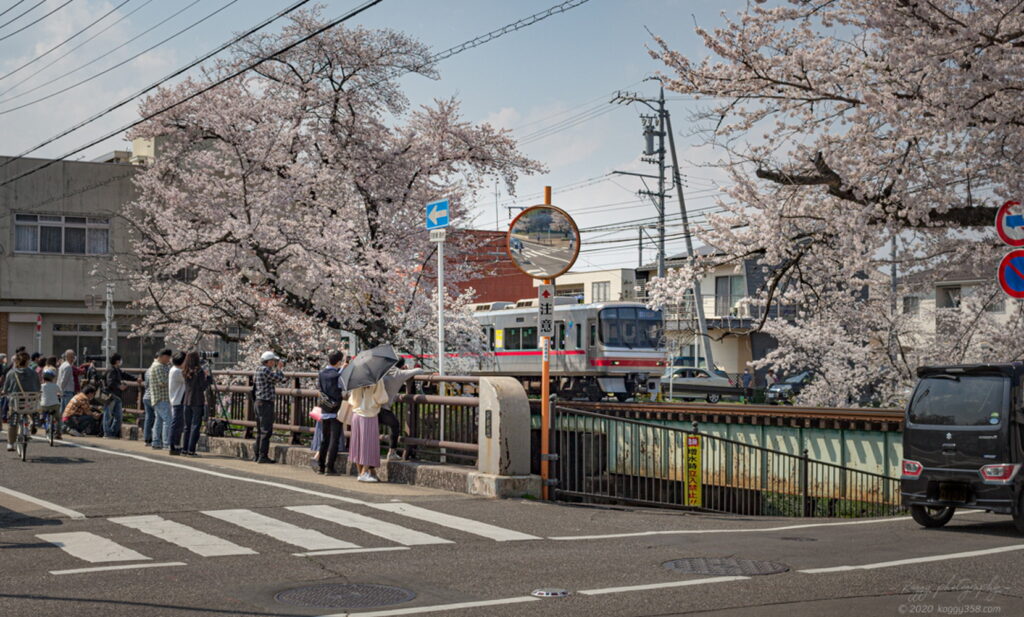 新境川t堤(百十郎桜)の桜と名鉄電車の雰囲気を撮影