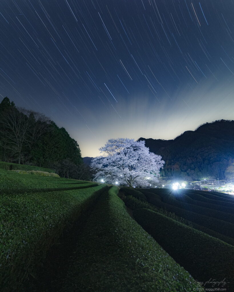 竹原の薄墨桜と茶畑の軌跡の星景写真の夜景を撮影