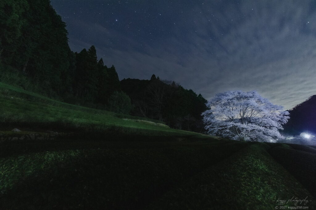 竹原の薄墨桜と茶畑の星景写真の夜景を撮影