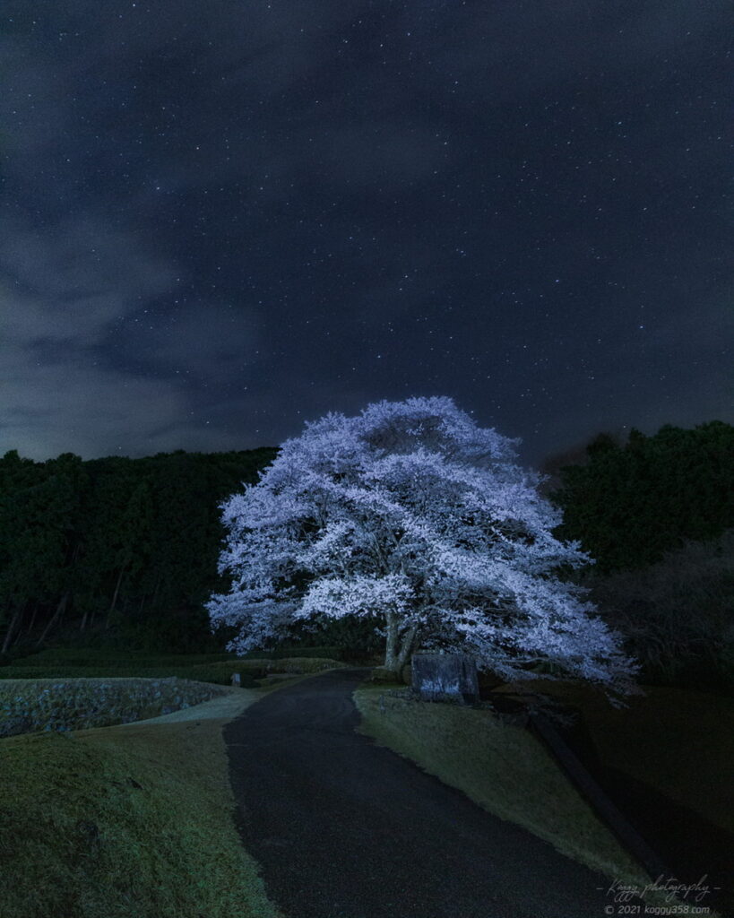 竹原の薄墨桜と茶畑の星景写真の夜景を撮影