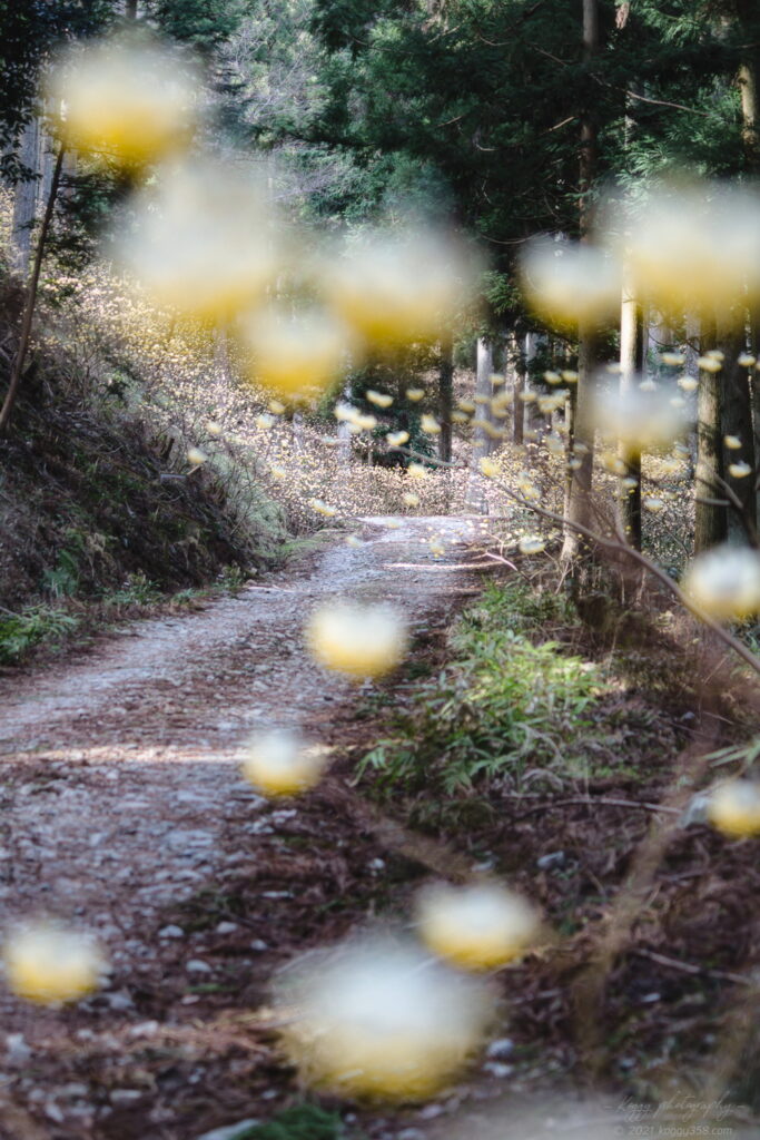 美杉のミツマタ群生の道中のミツマタを撮影