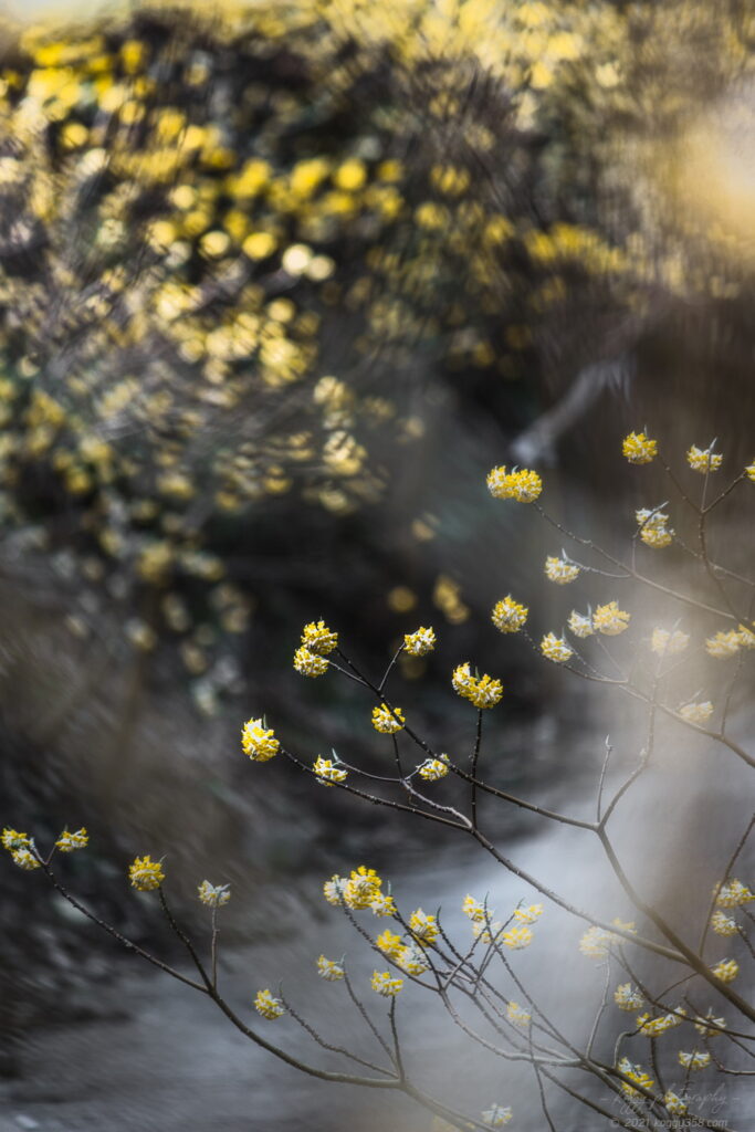 美杉のミツマタ群生の道中のミツマタを背景をぼかして撮影