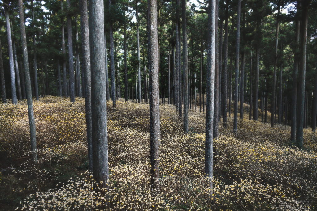美杉のミツマタ群生で撮影