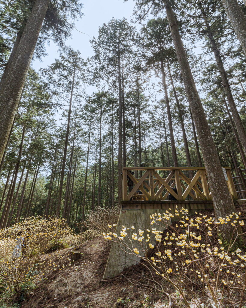 美杉のミツマタ群生の展望台の雰囲気を撮影