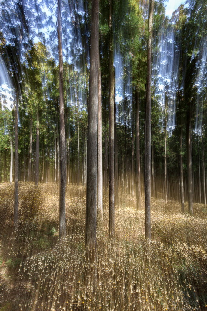 美杉のミツマタ群生で撮影