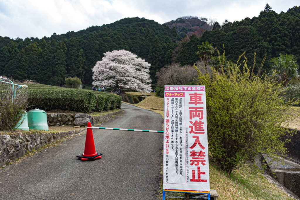 竹原の薄墨桜と茶畑の入り口の車両通行止めの雰囲気