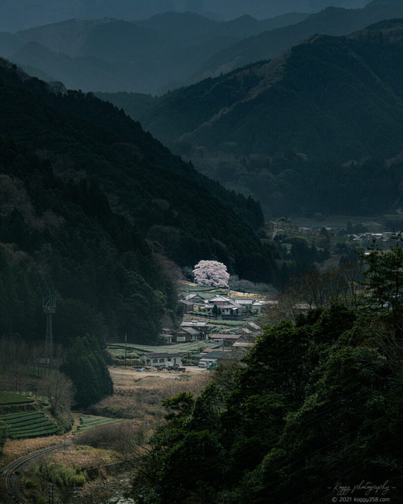 竹原の薄墨桜と茶畑を君ヶ野ダムから俯瞰で撮影