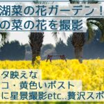 伊良湖菜の花ガーデンで一面の黄色の絶景を撮影！星景写真、ナノジローもおススメ！