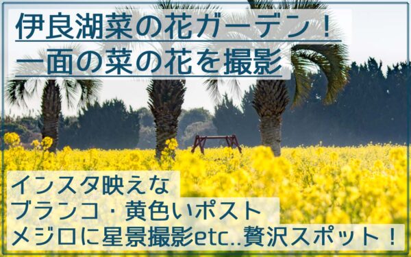 伊良湖菜の花ガーデンで一面の黄色の絶景を撮影！星景写真、ナノジローもおススメ！