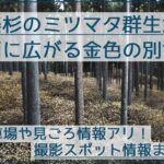 三重県津市、美杉のミツマタ群生地を撮影！駐車場や見ごろ情報まとめ