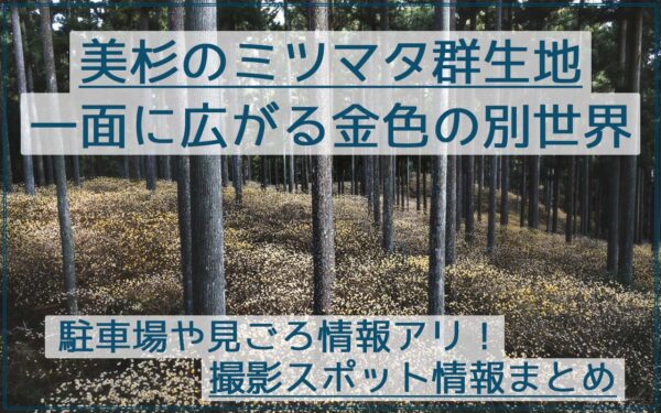 三重県津市、美杉のミツマタ群生地を撮影！駐車場や見ごろ情報まとめ