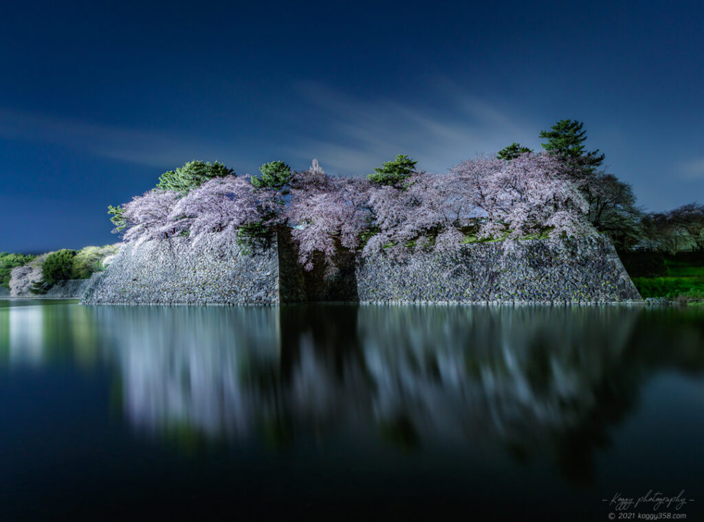 名古屋城の堀からの夜桜
