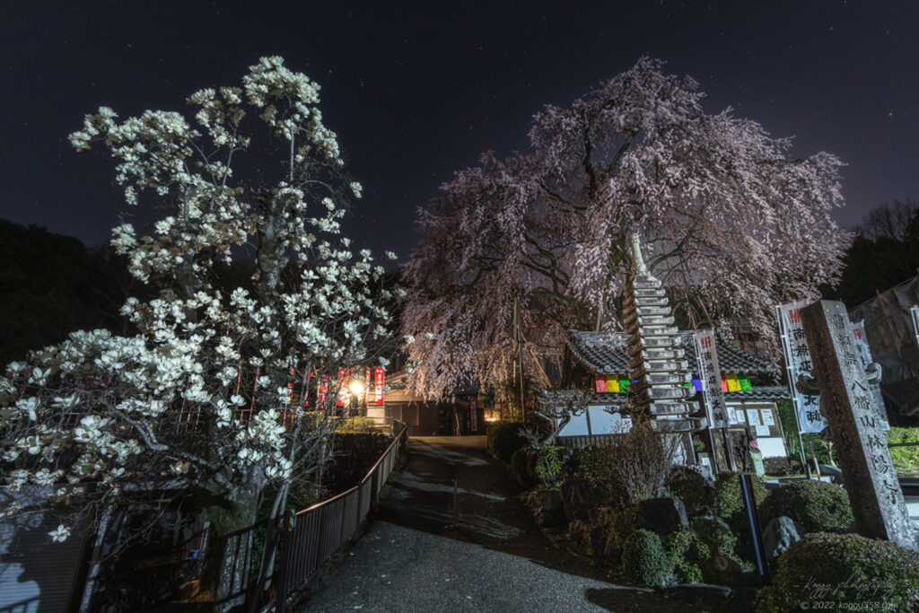 林陽寺でしだれ桜とモクレンの星景写真を撮影