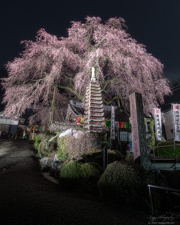 林陽寺のしだれ桜のライトアップ夜景を撮影