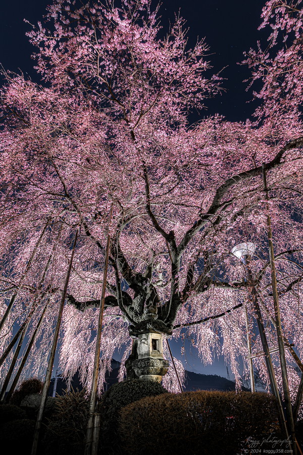 林陽寺のしだれ桜のライトアップを石灯篭を正面に撮影