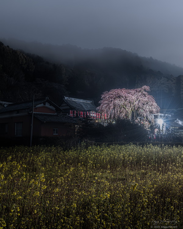 林陽寺のしだれ桜のライトアップと菜の花、そして山に掛かる靄の夜景を撮影